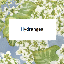 Hydrangea ( Hortensia )