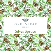 Silver Spruce