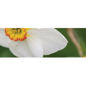Sweet Narcissus