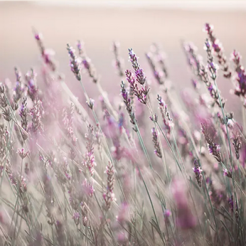 Lavender Fields