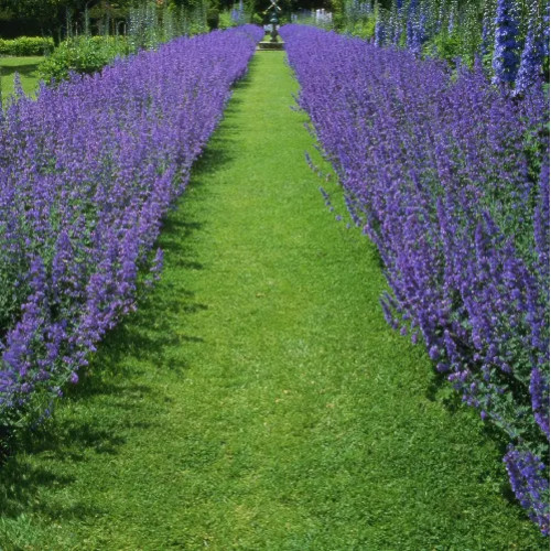 Lavender Lane