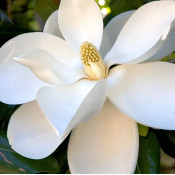 Sweet Magnolia