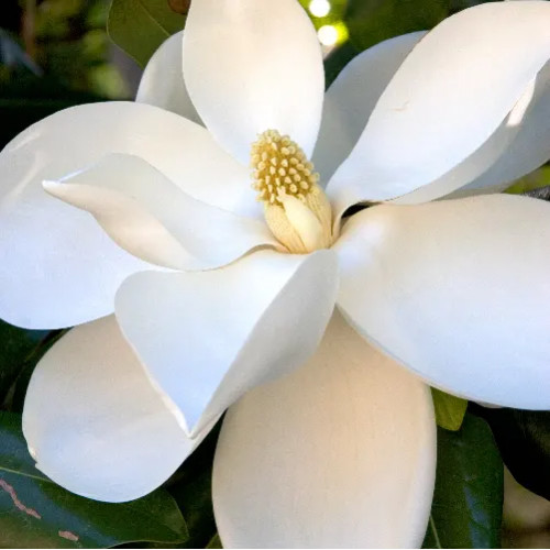 Sweet Magnolia